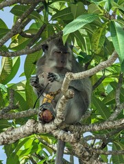 Adorable monkey perched in a tree enjoying a nourishing snack