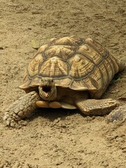 Tortoise with its mouth open in an enclosure