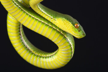 Portrait of a Chinese Tree Viper against a black background
