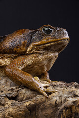 A portrait of a Cane Toad against a black background
