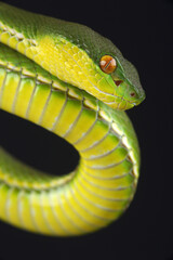 Portrait of a Chinese Tree Viper against a black background
