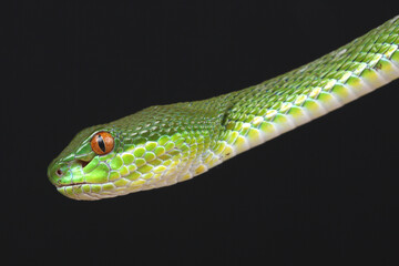 Portrait of a Chinese Tree Viper against a black background
