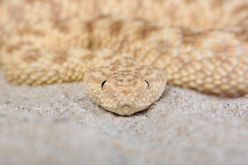 A portrait of a Sahara Sand Viper
