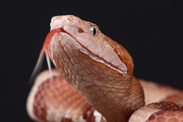 Fototapeta premium A portrait of an Eastern Copperhead using its forked tongue to sense its surroundings 