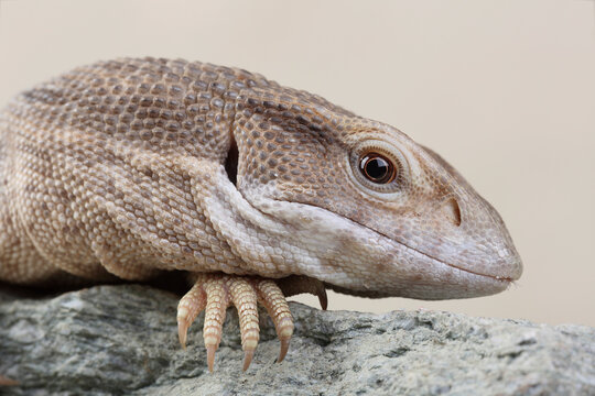A portrait of a Savannah Monitor on a rock

