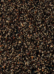 Sprouted chia seeds on a black background.