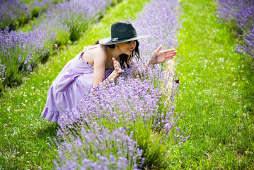 beautiful brunette smiling woman in violet dress and black hat sitting in the blooming field of lavender flowers on summer sunny day and catching butterfly