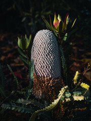 Banksia flower