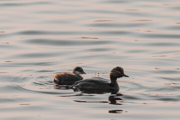 Black-necked female grebe and its chick swim in the lake at sunset. Close-up portrait of eared grebes in the water. Plumage from black to blackish brown. 
