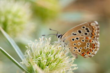 A Bronze Copper or lycaena hyllus butterfly