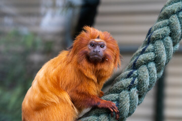 Golden Lion Tamarin