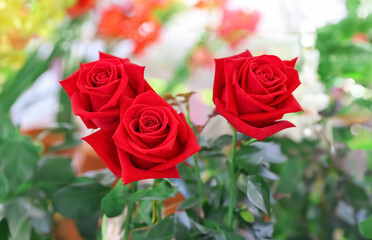 Obraz premium Blossom red rose flower on summer day. Garden rose with scarlet petals close-up photo Scarlet rosa floral background.
