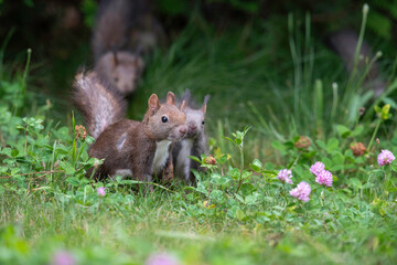 エゾリスの親子