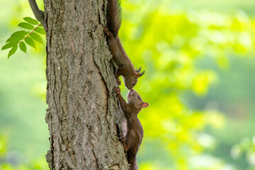 エゾリスの親子