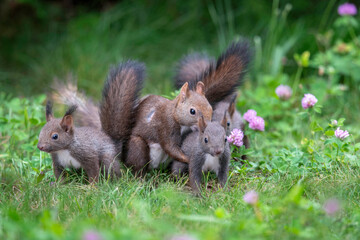 エゾリスの親子