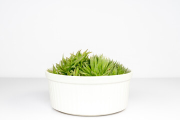 Haworthia with a thick translucent leaves in a beautiful ceramic pot isolated on white background