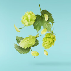 Fresh green hops plant falling in the air