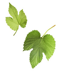 Fresh green hops plant falling in the air