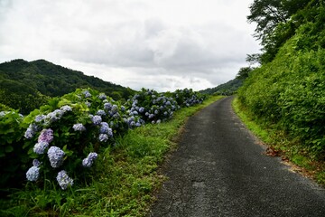 茨木のアジサイ