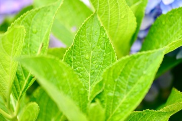 茨木のアジサイ