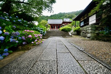 日本の奈良のアジサイ寺の矢田寺