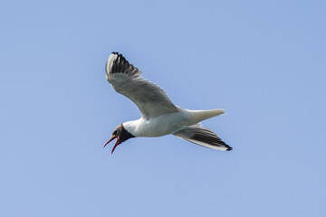 Seagull in flight. White seagull with black head flying over the sea.