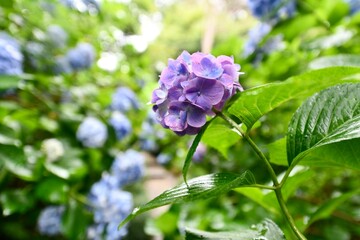 日本の奈良のアジサイ寺の矢田寺