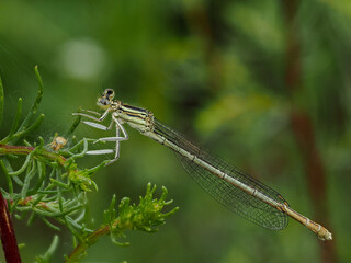 Libelle