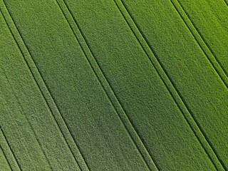 Background of green growing crop with lanes in springtime