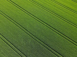 Green growing crop field with lanes in spring from above 