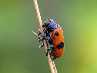 Vierpunkt-Ameisenblattkäfer