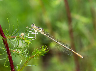 Libelle