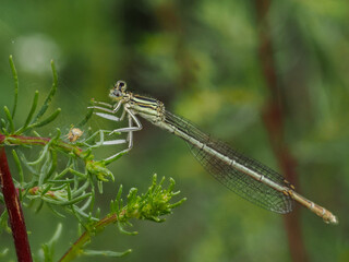 Libelle