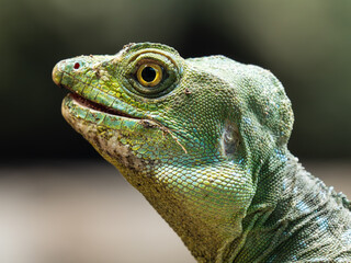 basilisk