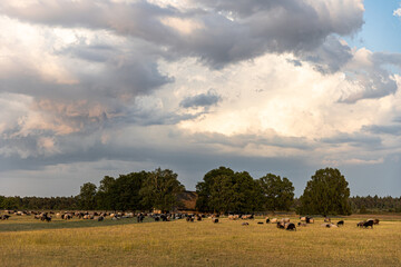 Ein starkes Gewitter nähert sich dem Schafstall am frühen Abend.
