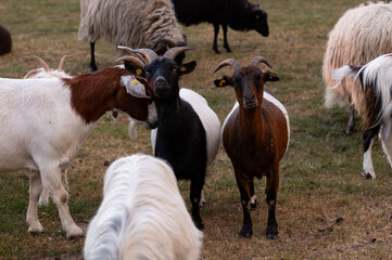 Neugierige Ziegen schauen aufmerksam in die Kamera um ihre Herde zu beschützen.