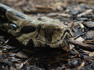 Python