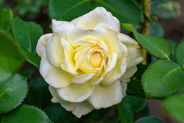 Photography on theme beautiful wild growing flower rose
