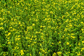 Fototapeta premium Photography on theme fine wild growing flower mustard on background meadow