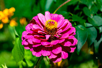 Beautiful wild growing flower zinnia elegans on background meadow