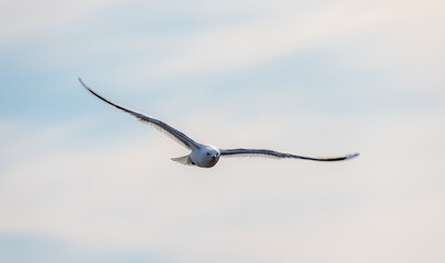 seagull in flight