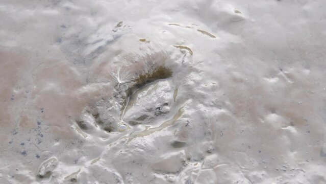 European green crab (Carcinus maenas), burrowing in mud, Lower Saxony Wadden Sea National Park, Germany, Europe