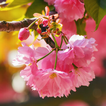 blossoming sakura flower closeup. spring greeting conept