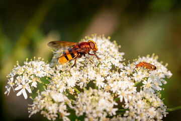 Hornet mimic hoverfly meets common red soldier beetle