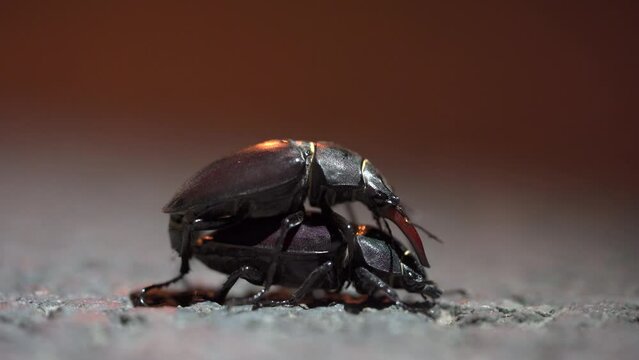 Stag beetle (Lucanus cervus), mating on the street, Essen, North Rhine-Westphalia, Germany, Europe