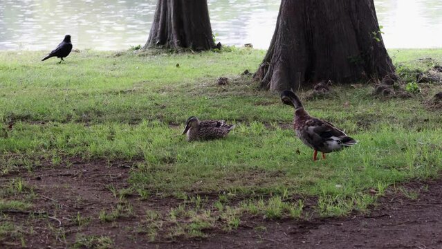 木陰で雨宿りをする鴨たちの姿。