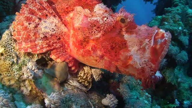 Baertiger Drachenkopf (Scorpaenopsis oxycephala), giftig, Lauerjaeger, gaehnt, rote Farbvariante, Hartkorallen, Rotes Meer, Tauchplatz Blue Hole, Dahab, Sinai, Aegypten