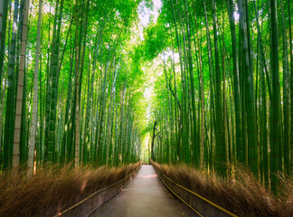 Fototapeta na wymiar Amazing landscape of the Arashiyama bamboo forest in Kyoto, Japan