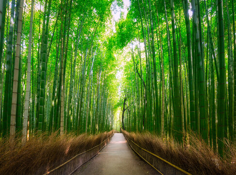 Amazing landscape of the Arashiyama bamboo forest in Kyoto, Japan