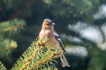 finch sitting on a spruce branch